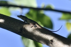 Anolis angusticeps
