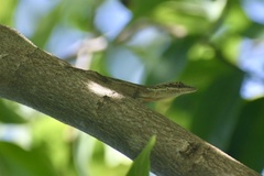 Anolis angusticeps