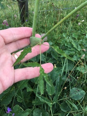 Laserpitium latifolium