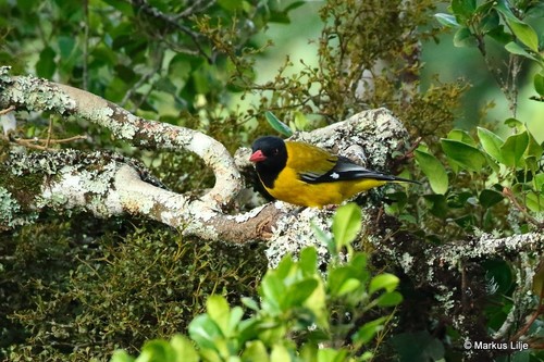 Black-tailed Oriole