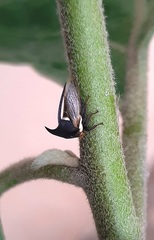Membracidae