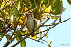 Sylvietta leucophrys