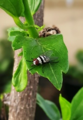 Anthomyia illocata