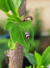Anthomyia illocata