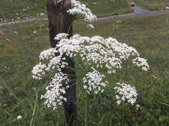 Laserpitium latifolium