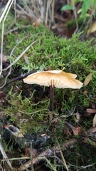 Flammulina fennae