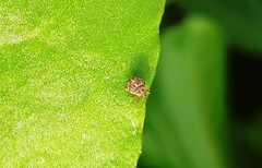 Curculionidae