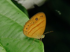 Mycalesis anapita