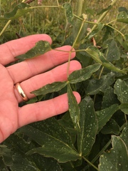 Laserpitium latifolium