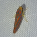 Graphocephala constricta - Photo (c) Kimberlie Sasan, some rights reserved (CC BY-ND), uploaded by Kimberlie Sasan