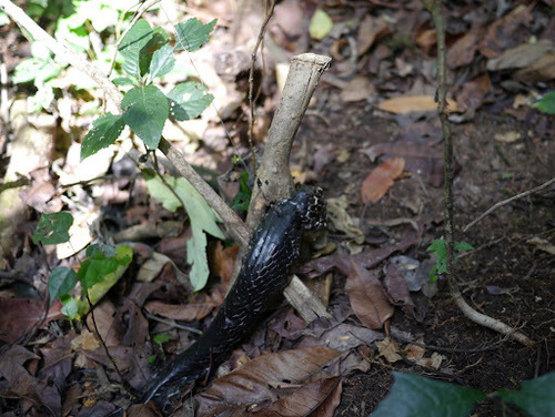 African Tree Cobra