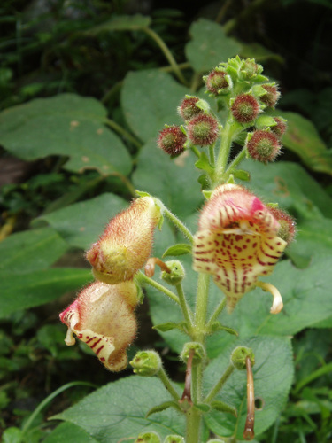 Kohleria allenii, photograph 6