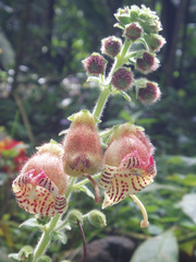 Kohleria allenii