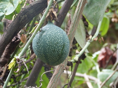 Passiflora ligularis