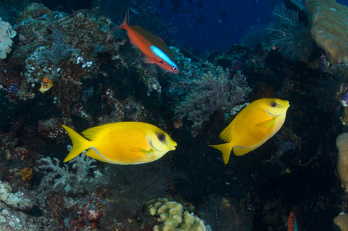 Neon Fusilier — seen at this dive site