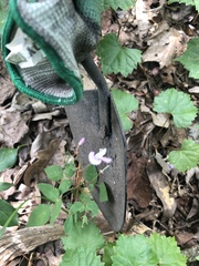 Hylodesmum nudiflorum