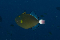 Melichthys vidua