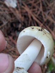 Gemmatae