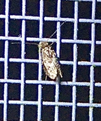 Echmepteryx