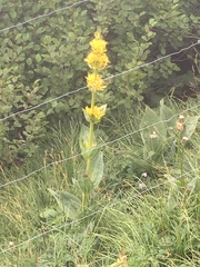 Gentiana lutea lutea