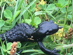 Salamandra atra