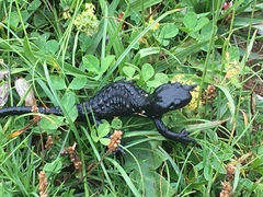 Salamandra atra