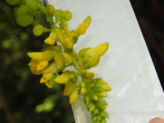 Polygala fallax