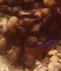 Pseudochromis aldabraensis