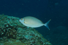 Siganus argenteus