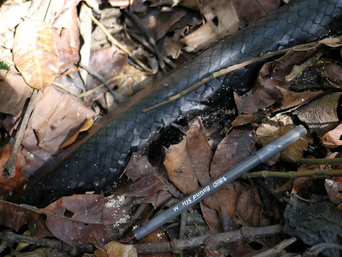 African Tree Cobra