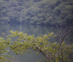 Neopringlea integrifolia