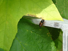 Anisodactylus sanctaecrucis