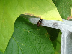 Anisodactylus sanctaecrucis