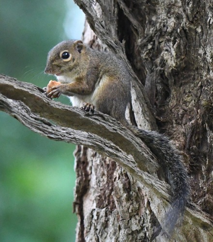 Lowland Slender Squirrel