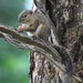 Lowland Slender Squirrel - Photo (c) marcelfinlay, some rights reserved (CC BY-NC), uploaded by marcelfinlay