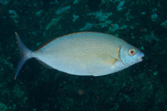 Siganus argenteus