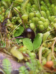 Corybas confusus