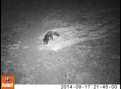 Vulpes vulpes necator