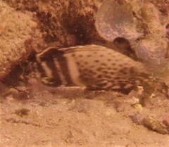 Epinephelus stoliczkae