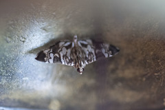 Chabula acamasalis