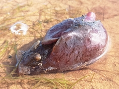Aplysia sydneyensis
