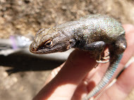 Sceloporus graciosus vandenburgianus