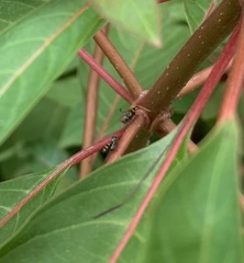 Chaetopsis quadrifasciata