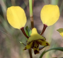 Diuris maculata