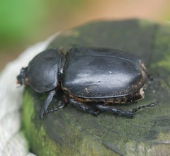 Trypoxylus dichotomus