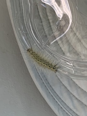 Spilosoma virginica