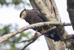 Spilornis cheela pallidus
