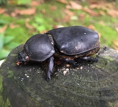 Trypoxylus dichotomus