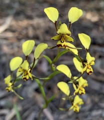 Diuris maculata