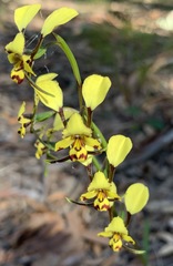 Diuris maculata
